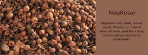 Nagkesar - Health Benefits, Uses and Important Facts