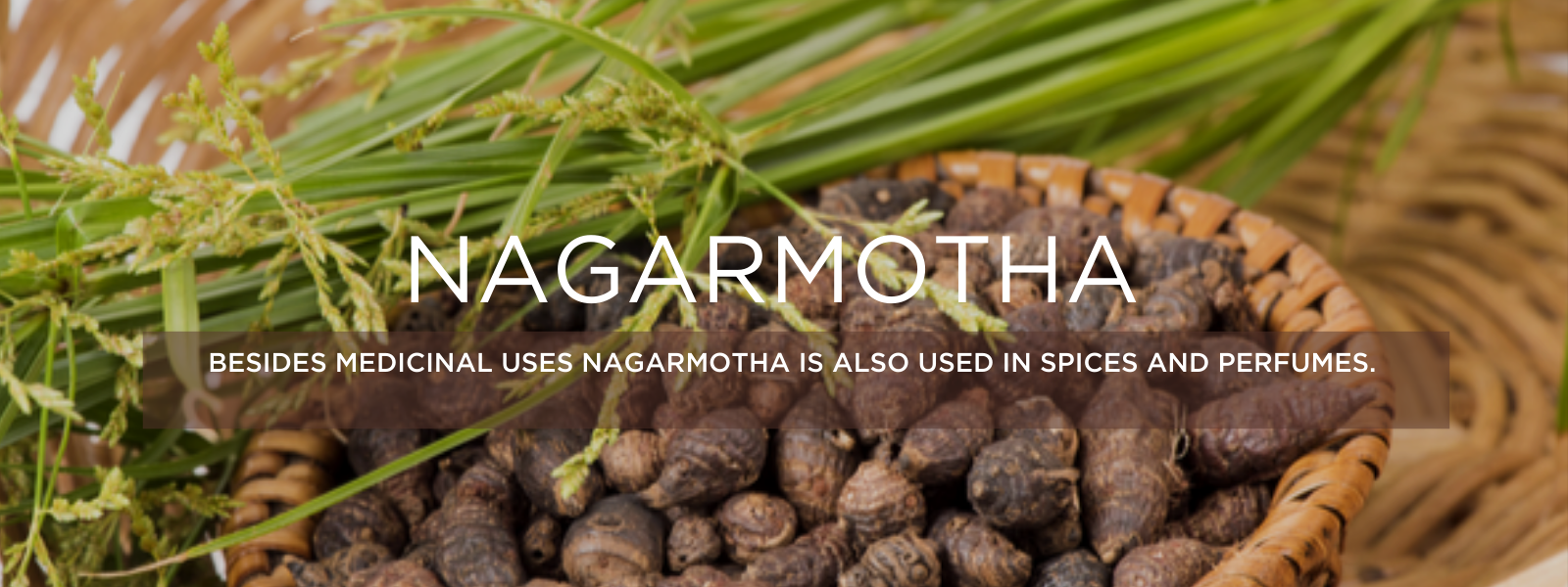 Nagarmotha- Health Benefits, Uses and Important Facts