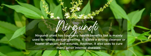 Nirgundi- Health Benefits, Uses and Important Facts