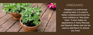 Oregano - Health Benefits, Uses and Important Facts