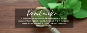 Panikoorka- Health Benefits, Uses and Important Facts