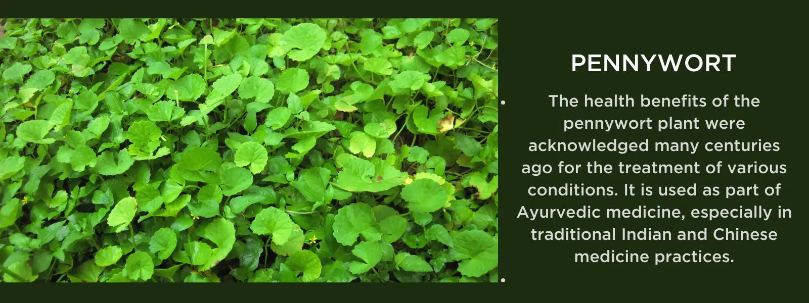 Pennywort - Health Benefits, Uses and Important Facts