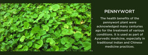 Pennywort - Health Benefits, Uses and Important Facts