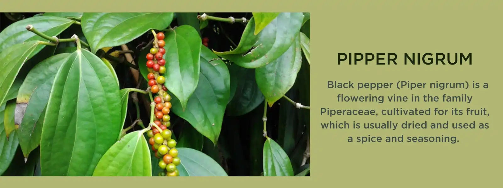 Piper Nigrum Health Benefits, Uses and Important Facts PotsandPans India