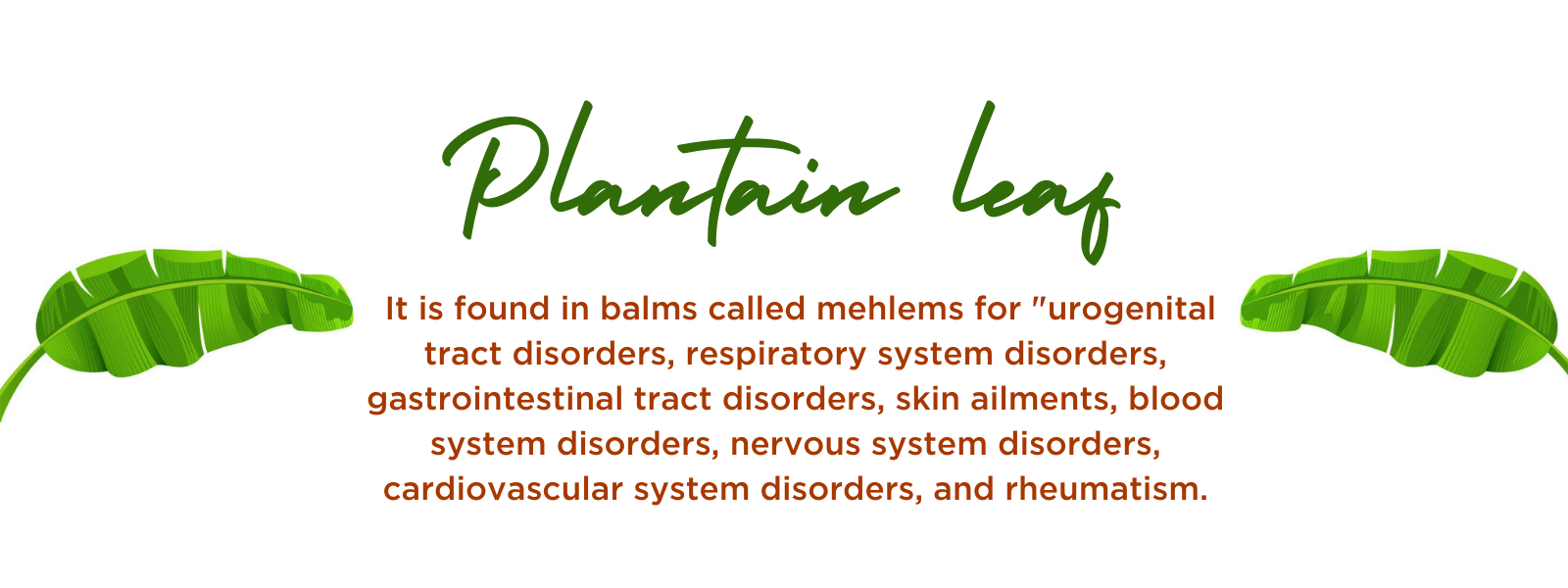 Plantain leaves - Health Benefits, Uses and Important Facts