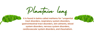Plantain leaves - Health Benefits, Uses and Important Facts