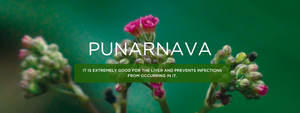 Punarnava- Health Benefits, Uses and Important Facts