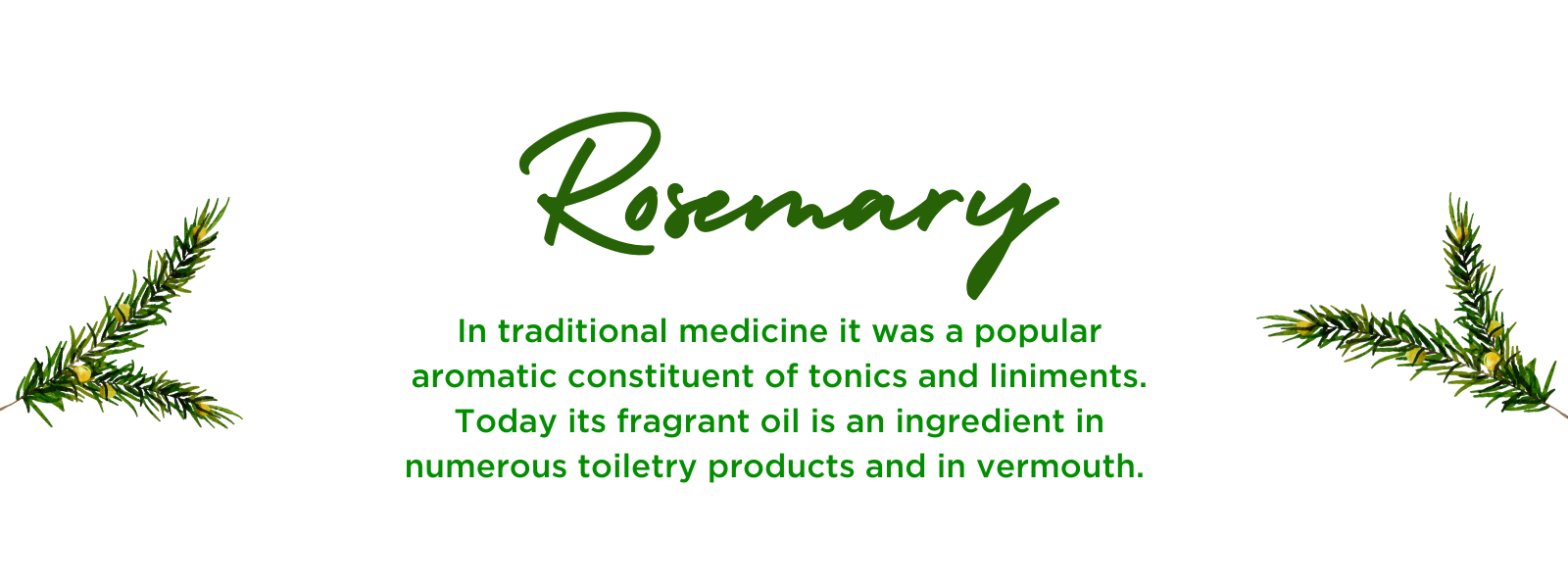 Rosemary - Health Benefits, Uses and Important Facts