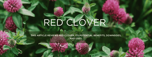 Red clover- Health Benefits, Uses and Important Facts