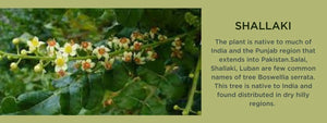 Shallaki - Health Benefits, Uses and Important Facts