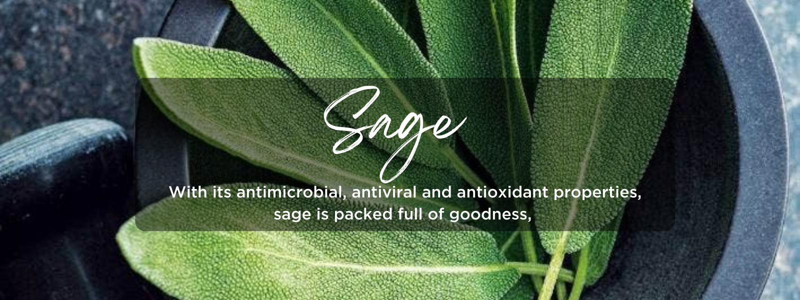 Sage - Health Benefits, Uses and Important Facts