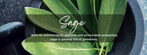 Sage - Health Benefits, Uses and Important Facts