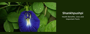 Shankhpushpi - Health Benefits, Uses and Important Facts