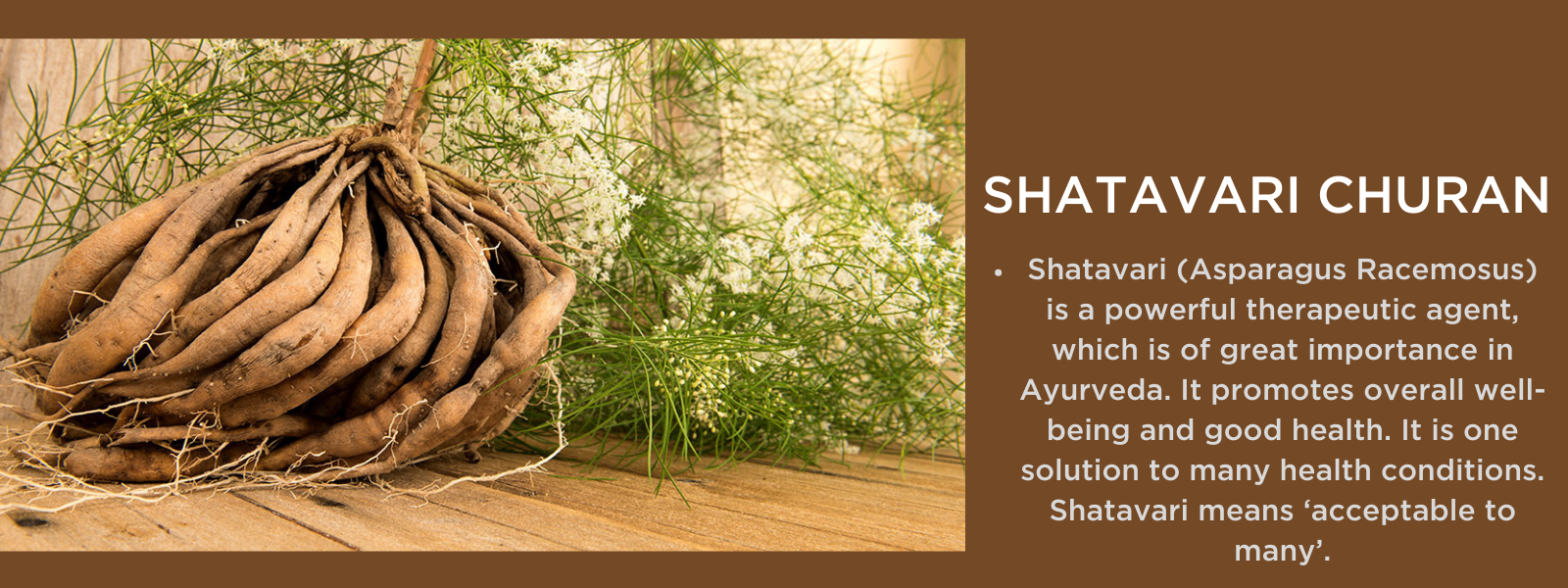 Shatavari churna Health Benefits, Uses and Important Facts