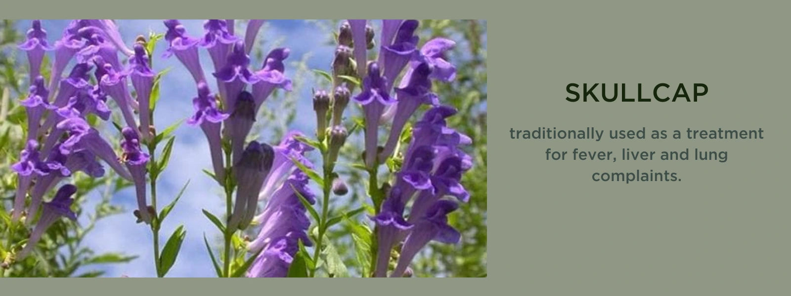 Skullcap Health Benefits, Uses and Important Facts PotsandPans India
