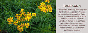 Tarragon - Health Benefits, Uses and Important Facts