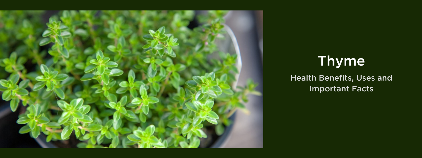 Thyme - Health Benefits, Uses and Important Facts - PotsandPans India