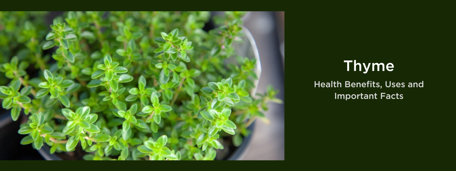 Thyme - Health Benefits, Uses and Important Facts