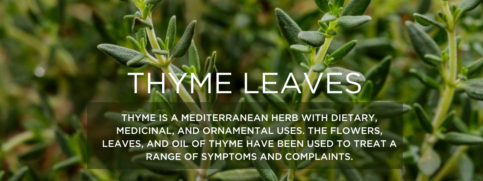 Leaf Health Benefits Of Thyme