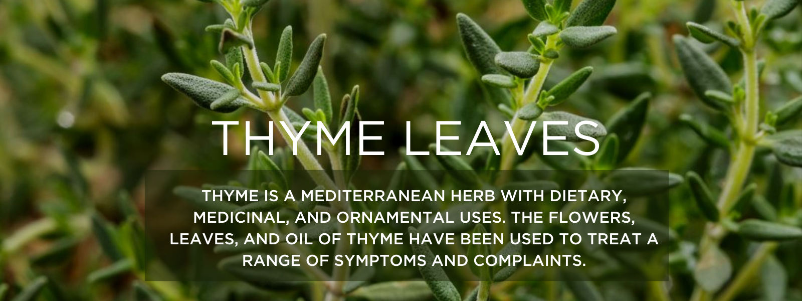 Thyme leaves- Health Benefits, Uses and Important Facts