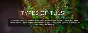 Types of tulsi- Health Benefits, Uses and Important Facts