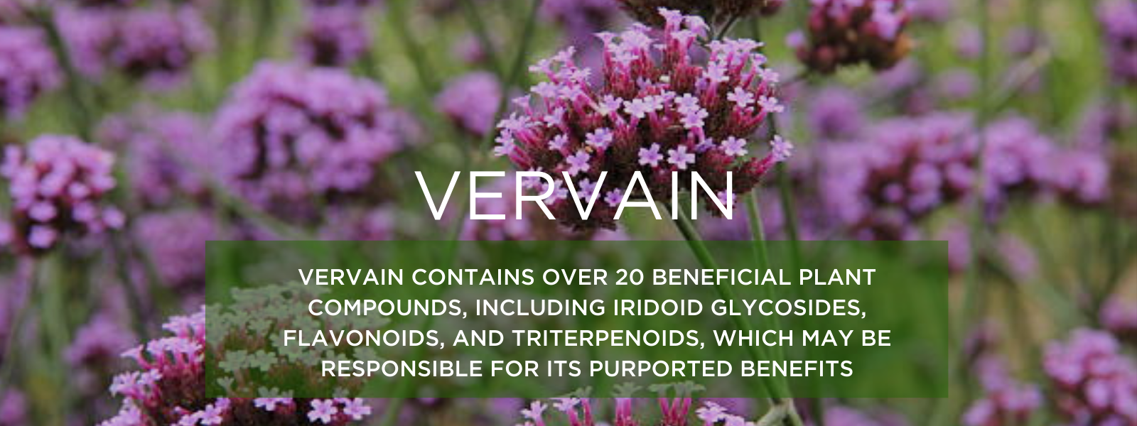 Vervain - Health Benefits, Uses and Important Facts