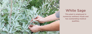 White Sage - Health Benefits, Uses and Important Facts