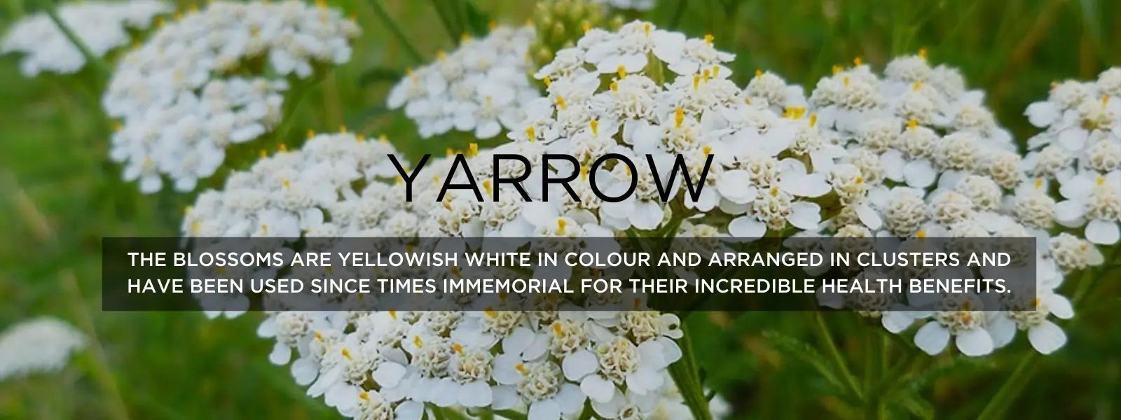Yarrow Health Benefits, Uses and Important Facts PotsandPans India