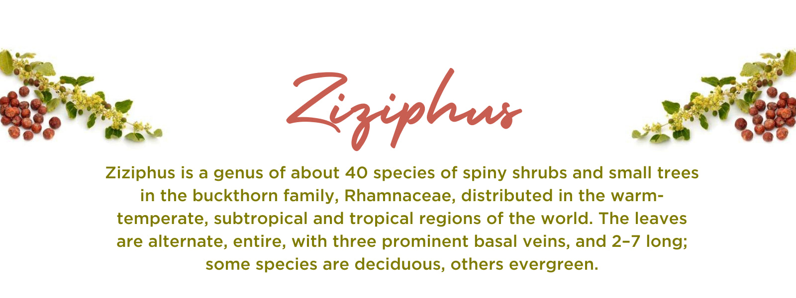 Ziziphus - Health Benefits, Uses and Important Facts