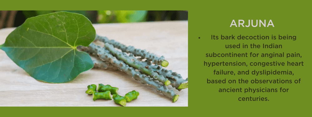 Arjuna - Health Benefits, Uses and Important Facts