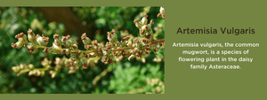 Artemisia vulgaris - Health Benefits, Uses and Important Facts