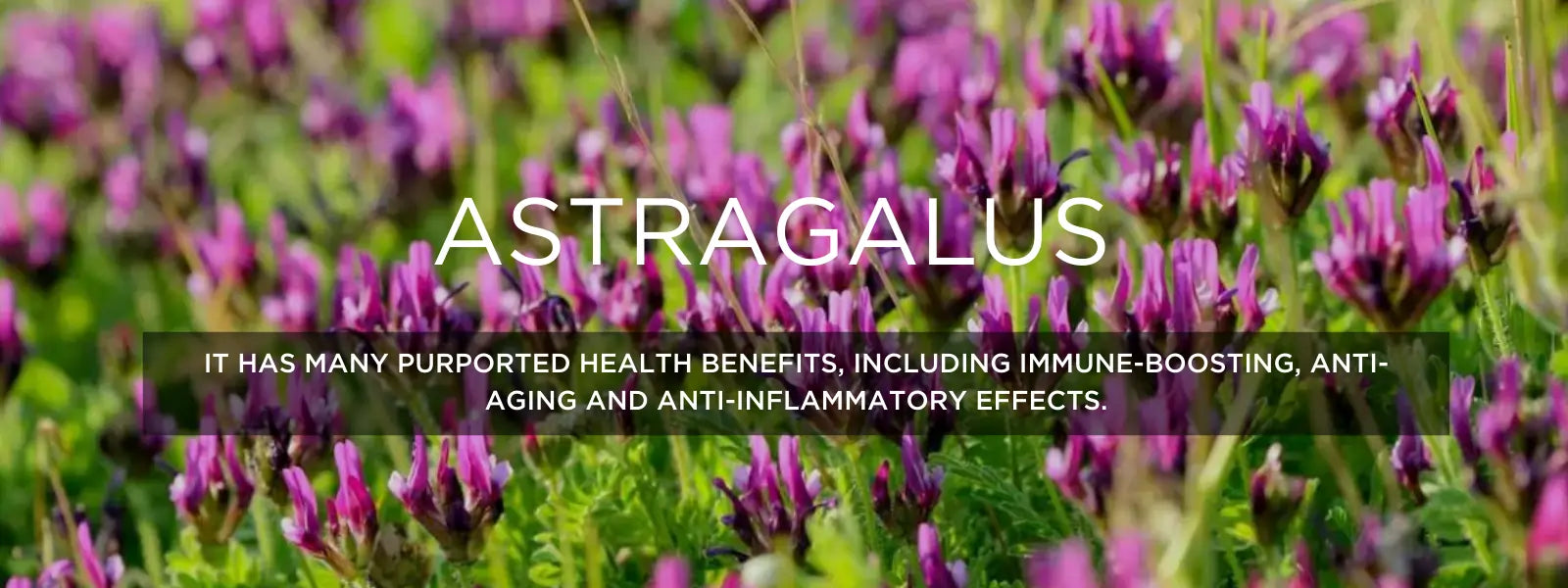 Astragalus - Health Benefits, Uses and Important Facts