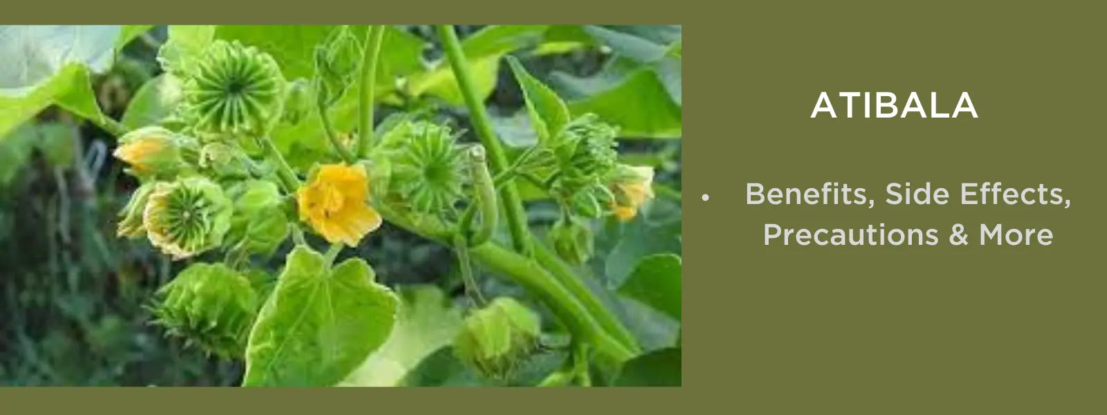 Atibal Tree Atibala - Health Benefits, Uses and Important Facts - PotsandPans India