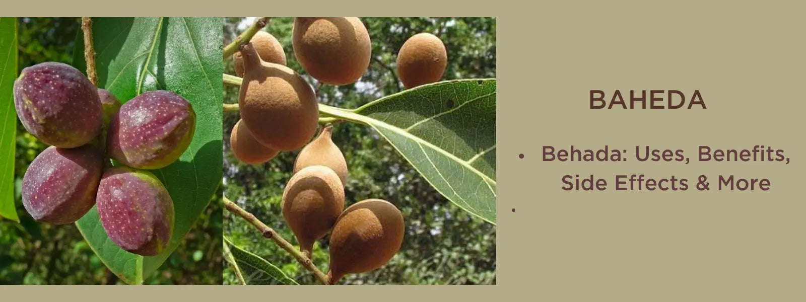 Baheda - Health Benefits, Uses and Important Facts