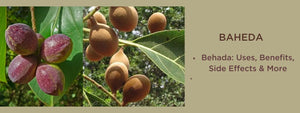 Baheda - Health Benefits, Uses and Important Facts - PotsandPans India