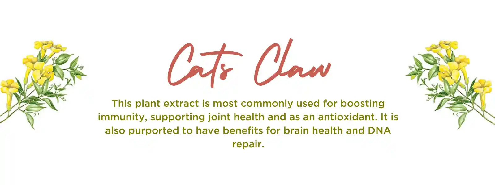 Cat's Claw Benefits