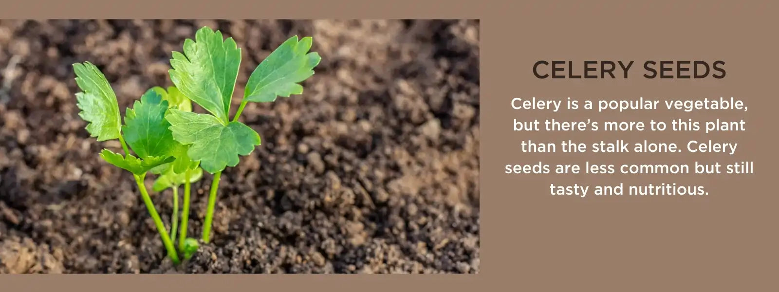 Celery seed Health Benefits Uses and Important Facts