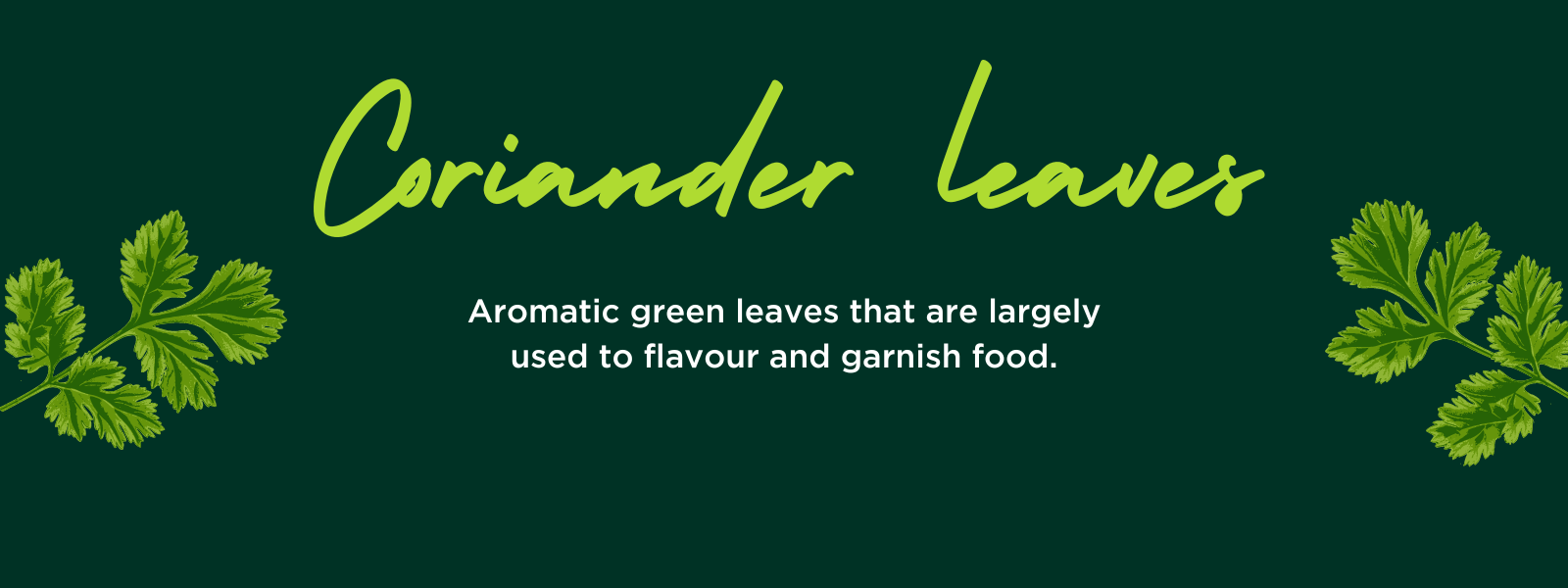 Coriander Leaves Health Benefits, Uses and Important Facts