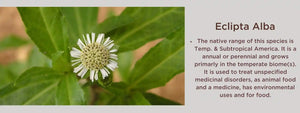 Eclipta alba- Health Benefits, Uses and Important Facts