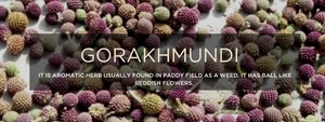 Gorakhmundi - Health Benefits, Uses and Important Facts