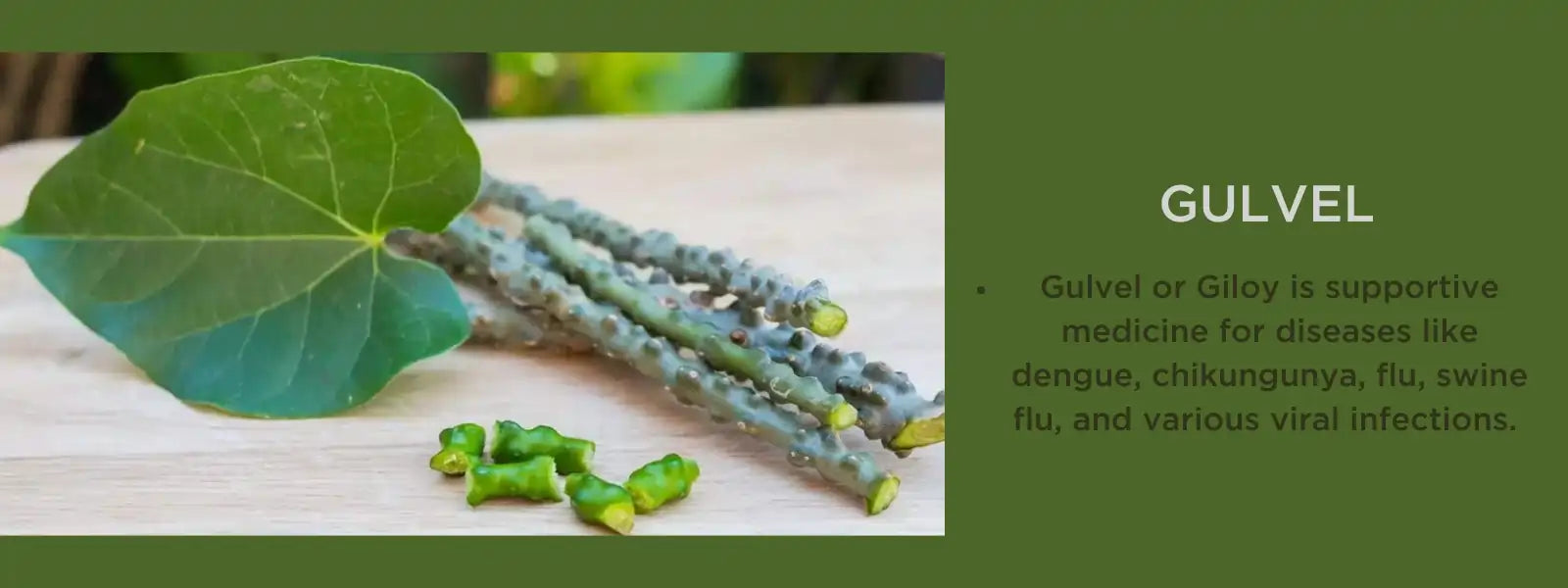 Gulvel - Health Benefits, Uses and Important Facts