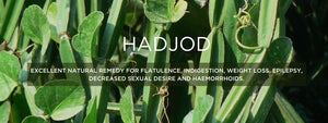 Hadjod - Health Benefits, Uses and Important Facts