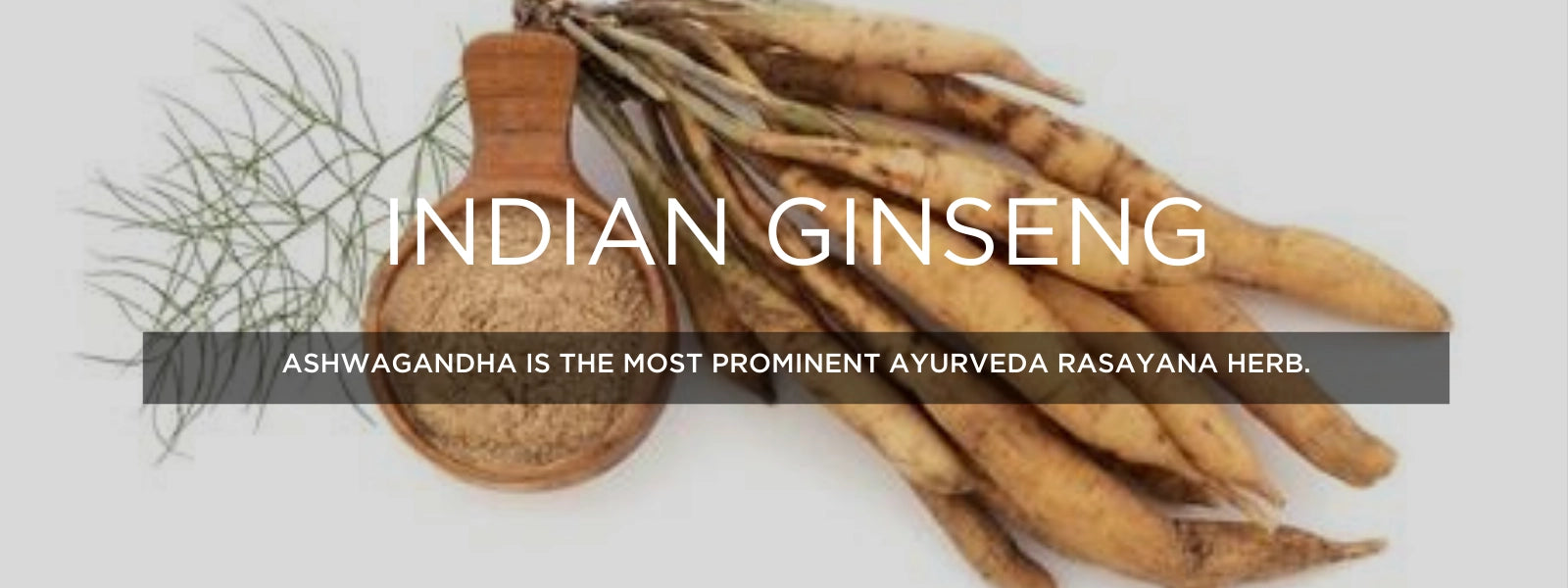 Indian Ginseng Health Benefits, Uses and Important Facts PotsandPans India