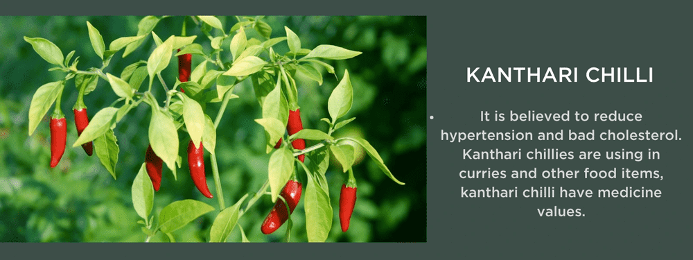Kanthari chilli - Health Benefits, Uses and Important Facts