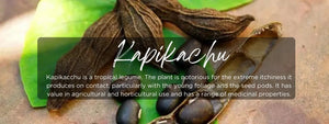 Kachu Infection Kapikachhu - Health Benefits, Uses and Important Facts - PotsandPans India