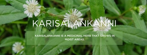 Karisalankanni - Health Benefits, Uses and Important Facts