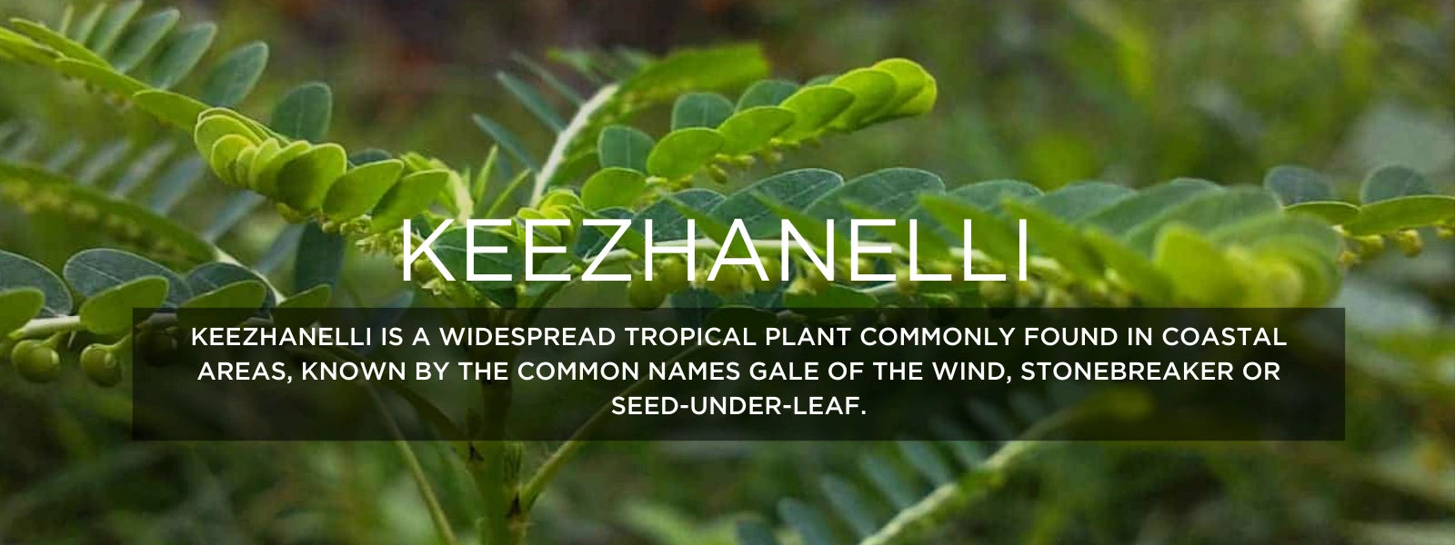 Keezhanelli - Health Benefits, Uses and Important Facts