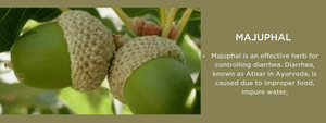Majuphal- Health Benefits, Uses and Important Facts