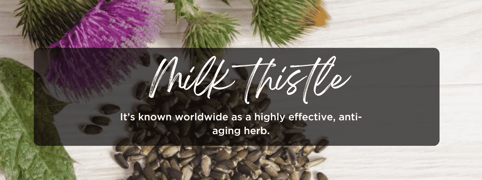 Milk Thistle - Health Benefits, Uses and Important Facts