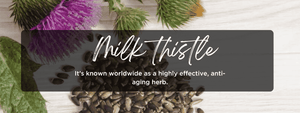 Milk Thistle - Health Benefits, Uses and Important Facts